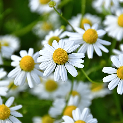 Camomille matricaire