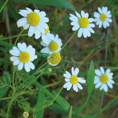 Matricaire - Camomille