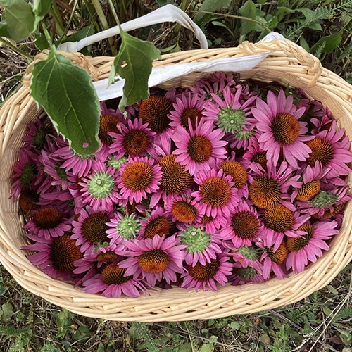 Échinacée pourpre
