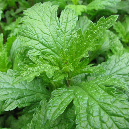 Verveine Officinale