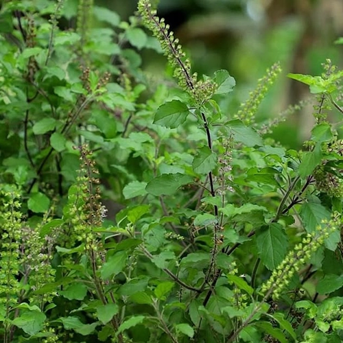 Tulsi