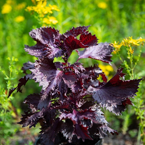 Shiso pourpre