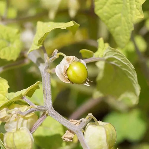 Physalis goldies