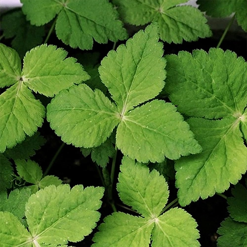 Persil japonais - Mitsuba