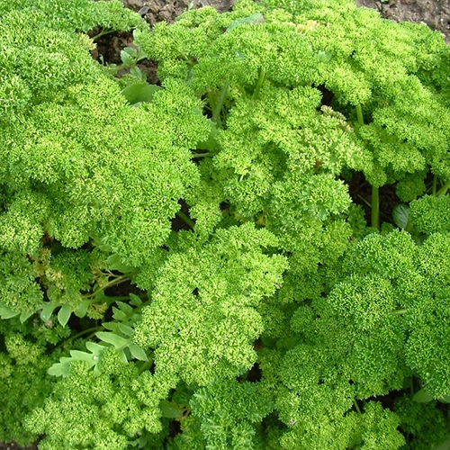 Persil - frisé nain mousse