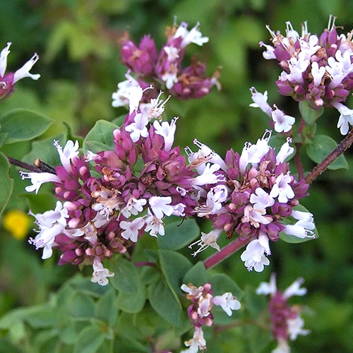 Origan vulgaire