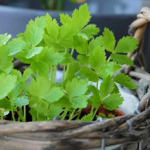 Mitsuba - Persil japonais