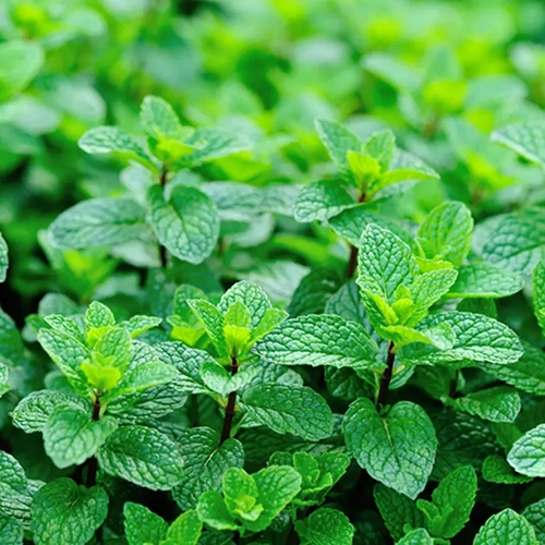 Menthe verte