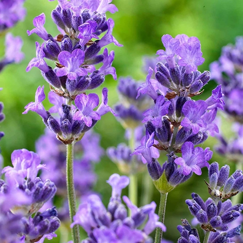 Lavande vraie