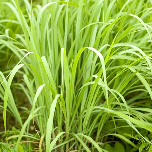 Citronnelle vietnamienne