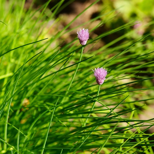 Ciboulette à grande feuille