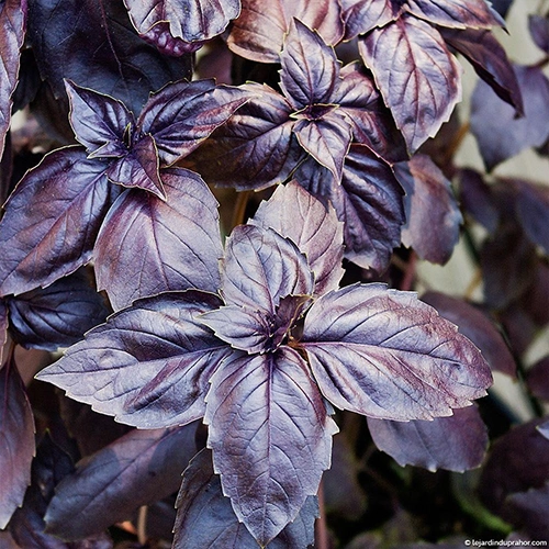 Basilic pourpre