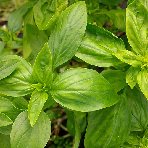 Basilic citronnée