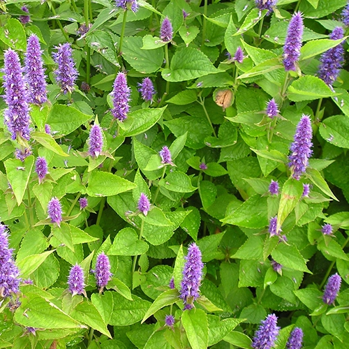 Agastache anisée